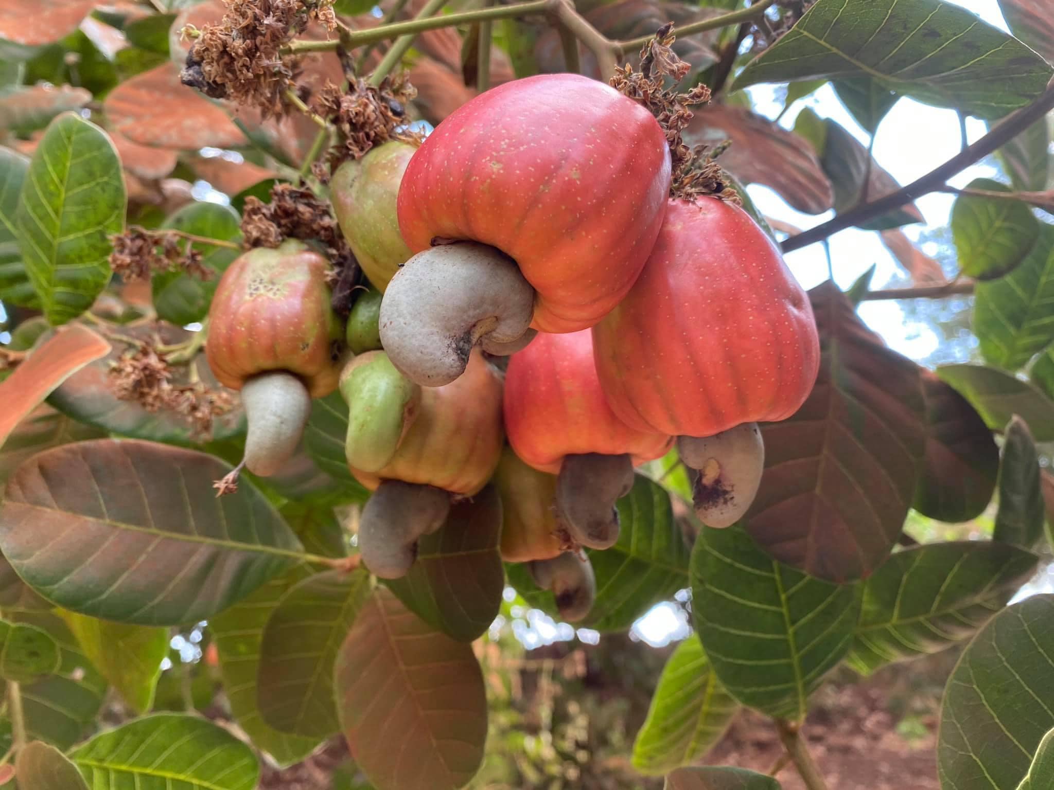 Hạt Điều Bình Phước