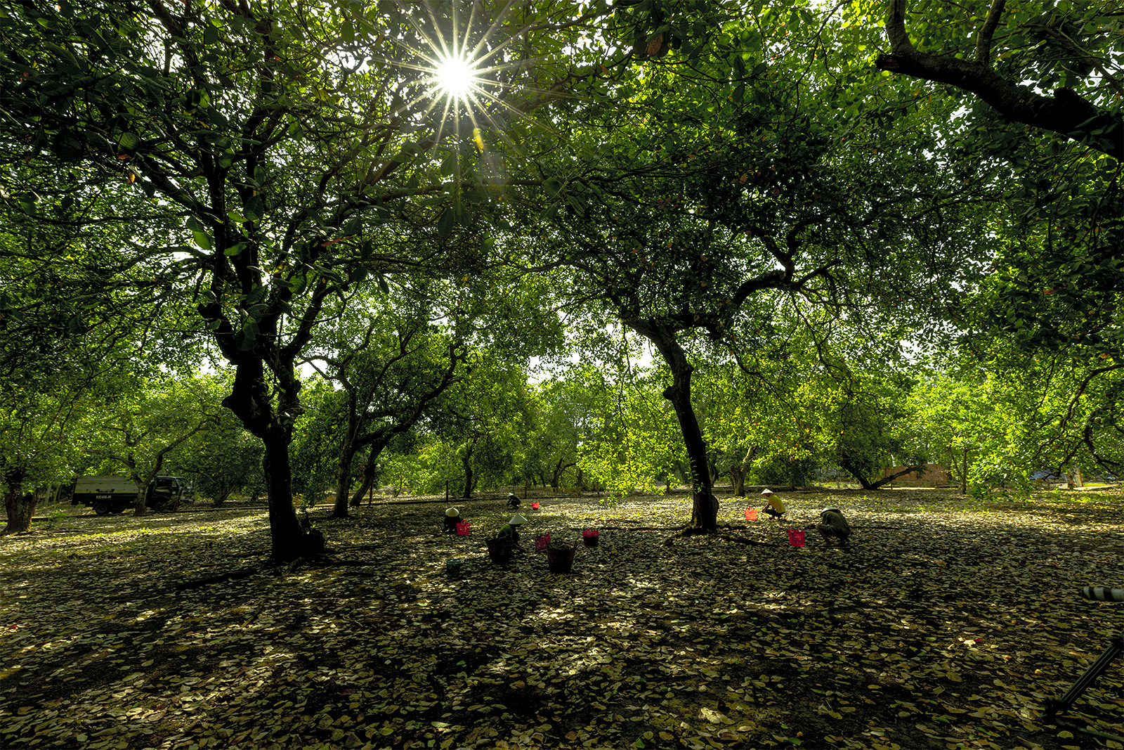 Vườn Điều Bình Phước