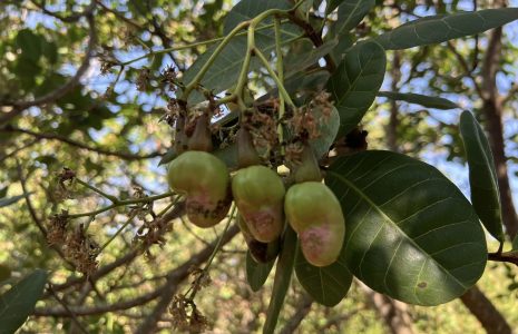 Hạt Điều Bình Phước