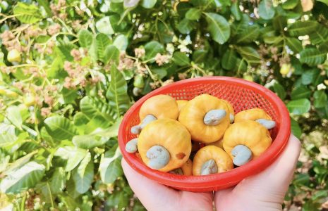 Tác dụng của Quả điều - Cây Điều Bình Phước