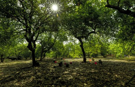 Vườn Điều Bình Phước